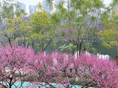 -重庆彩云湖湿地公园
