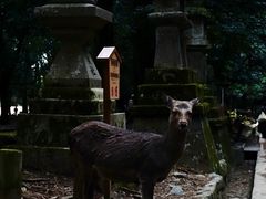 -奈良公园