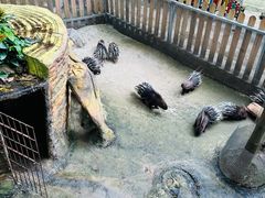 -呀诺达热带雨林