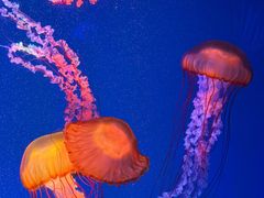 -海合安成都极地海洋公园