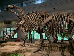 -自贡恐龙博物馆