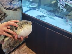 -肆月河豚·淮扬菜·湘菜(华天店)
