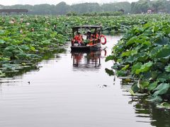 -荷塘月色湿地公园·向阳花洲