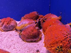 -上海海洋水族馆