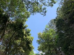 -铁山坪森林公园