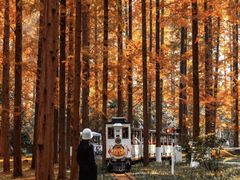 -黄海国家森林公园