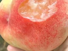 -老袁家蜜桃农场·阳山水蜜桃