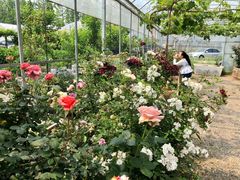 -前小桔亲子创意农场·草莓采摘·露营烧烤