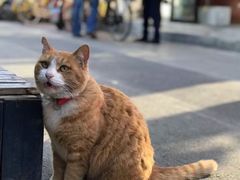 -北京国子监胡同