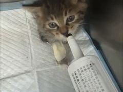 -良伴无忧宠物医院(泰欣嘉园店)