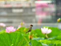 -莲花池公园