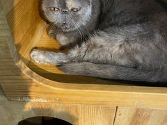 -more than meow吴止猫主题餐厅(承德 中船汇店)