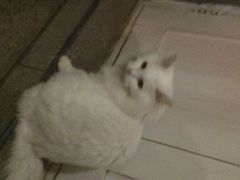 Anne猫窝咖啡屋-Anne猫窝咖啡屋