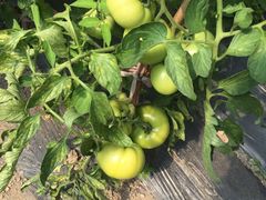 -上海多利农业发展有限公司