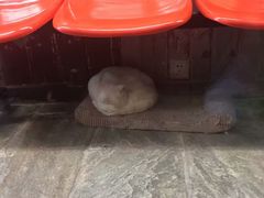 -猫咪博物馆(顶澳仔猫街店)