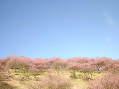 -新建村梅花