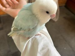 -吉丁鸟咖·异宠·寄养