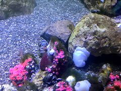 -瑞普利水族馆