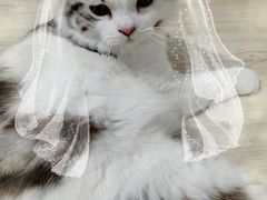 -瑞鹏宠物医院·爱宠堂·骨外专科(西荷分院)