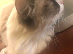 -猫色咖啡·猫咖