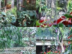 -正佳雨林生态植物园