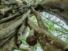 -瑞丽独树成林风景区