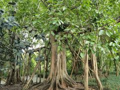 -中国科学院西双版纳热带植物园