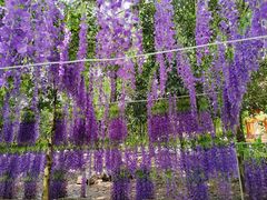 -瑞丽独树成林风景区