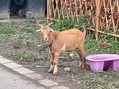 -马陆小张葡萄园农家乐