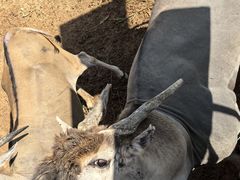 -西霞口神雕山野生动物世界