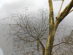 -重庆彩云湖湿地公园