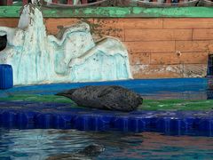 -海合安武汉极地海洋公园