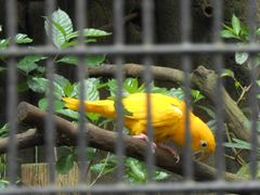 -新加坡飞禽公园