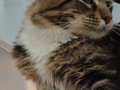 -COLOR PETS 撸猫馆·购猫·猫咖(长风大悦城店)