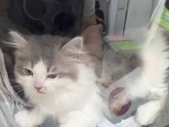 -四月宠物医院·猫专科·心脏专科·内科(转塘店)