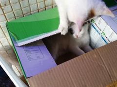 android_upload_pic-Sirena海妖日咖夜酒