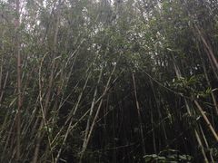 -牛鱼嘴原始生态风景区-停车场