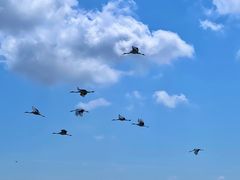 -盐城丹顶鹤湿地生态旅游区