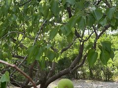 -北马山庄植趣咖啡