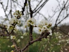 -朱雀国家森林公园
