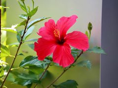 -深圳国际园林花卉博览园