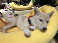 -逗柴咖啡屋·狗咖猫咖宠物桌游