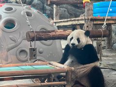-武汉动物园