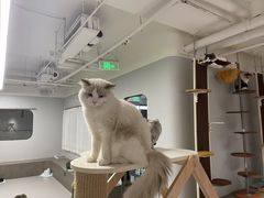 -Cappucimeow猫咪咖啡馆(韦伯时代店)