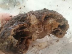 泡芙-韩国利尔面包(桂林路店)