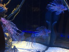-暹罗海洋世界