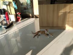 -瑞鹏宠物医院·夜间急症·心超·猫科(祖庙分店)