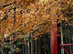 -旺山·浪头人家