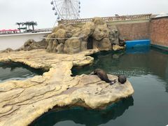 -秦皇岛乐岛海洋王国