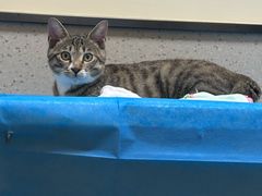 -爱派特动物医院·全科诊疗中心